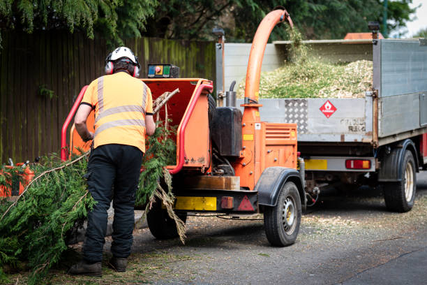 Best Tree Removal  in Indian Trail, NC